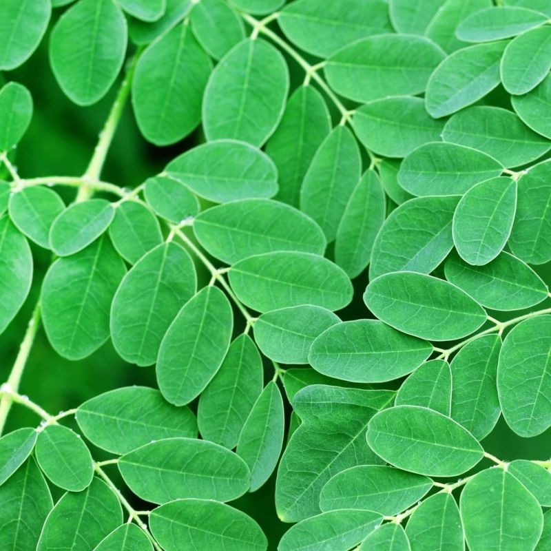 Green Moringa Leaves