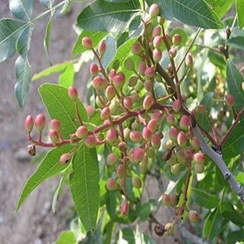 Karkatshringi Herb