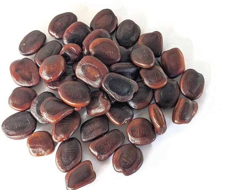 Dried Tamarind Seed