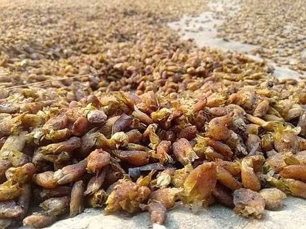 Dry Mahua Flower