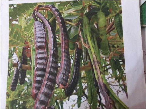 Natural Rain Tree Fruits