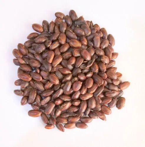 Natural Rain Tree Seeds