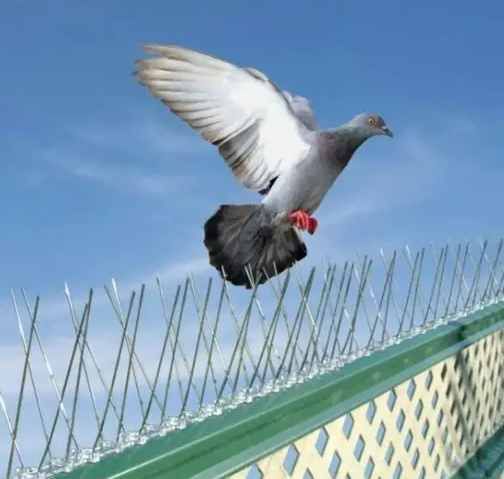 Bird Spikes Installation Service