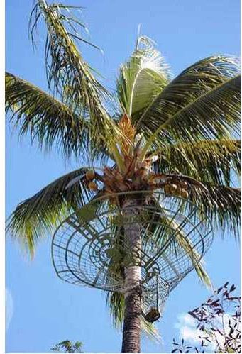 Coconut Tree Safety Nets Installation Service