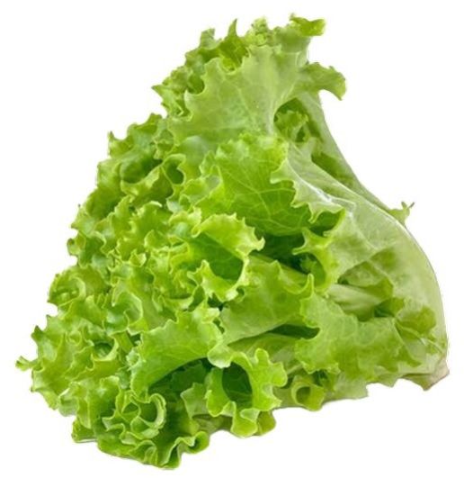 Green Lettuce