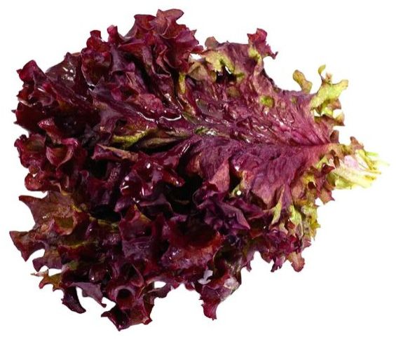 Red Lettuce