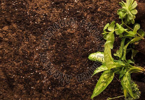 Organic Loose Manure