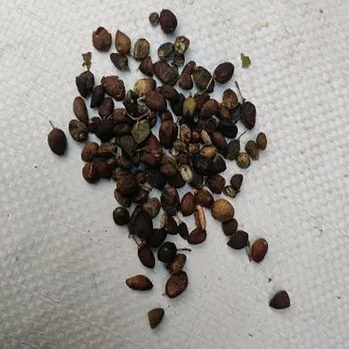 Dried Curry Leaf Seeds