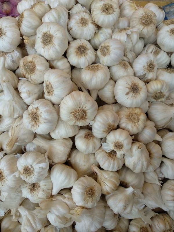A Grade White Garlic