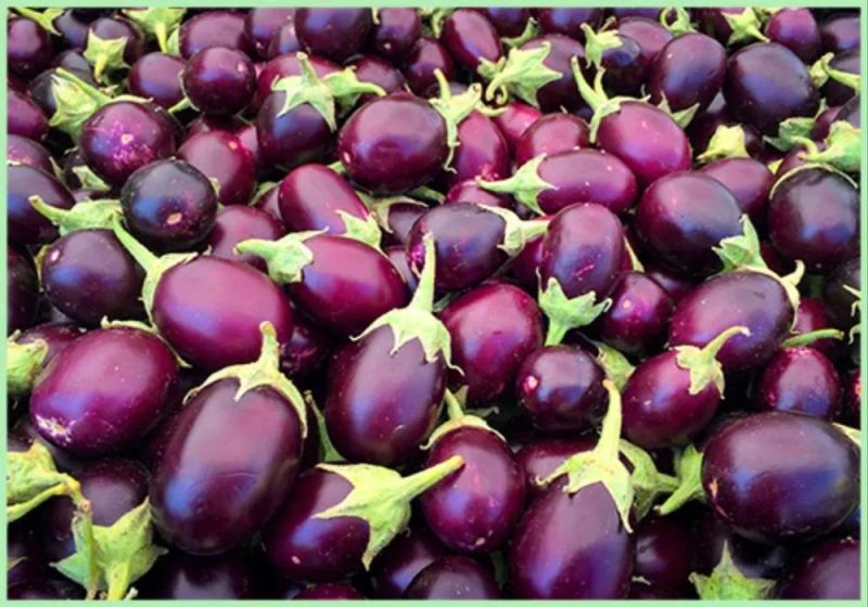 A Grade Fresh Eggplant Brinjal