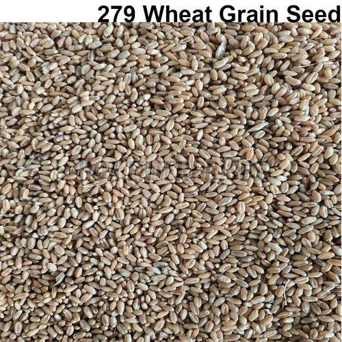 279 Wheat Grain Seeds