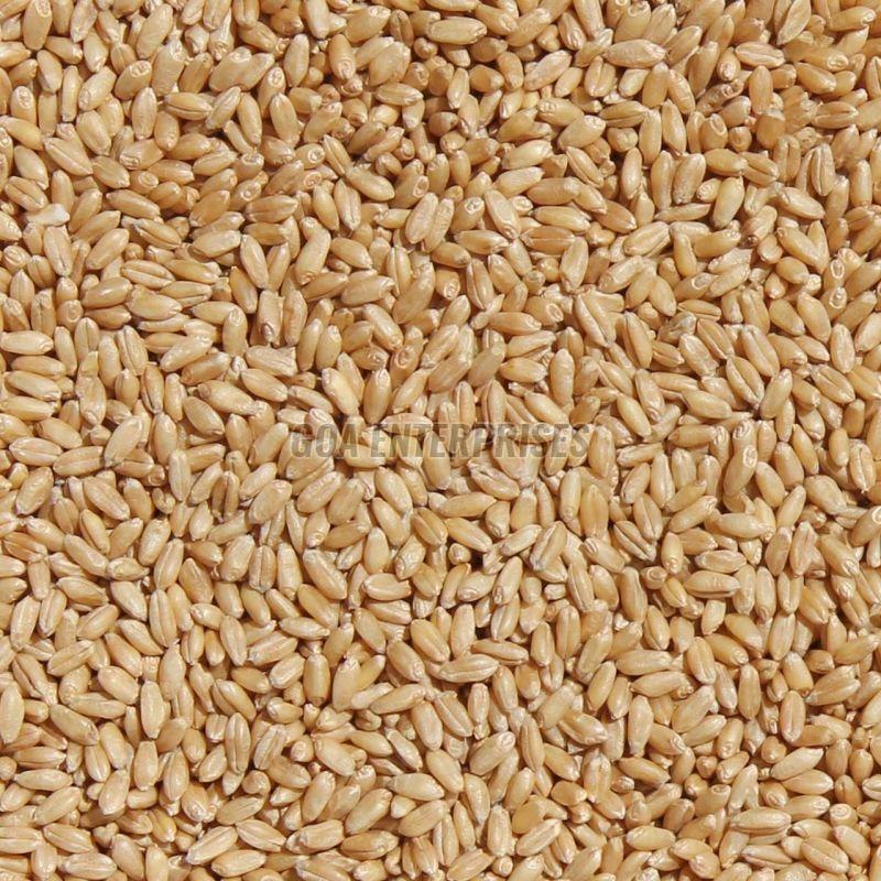 Durum Wheat Seeds