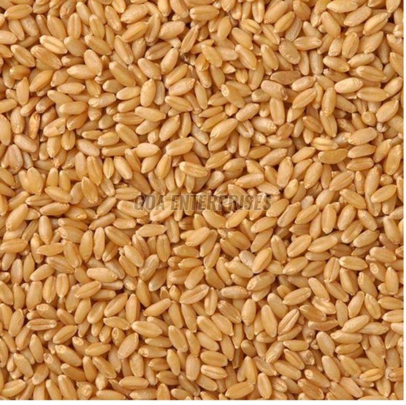 Organic Lokwan Wheat