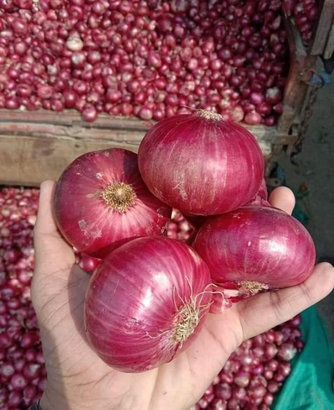 A Grade 55mm Red Onion