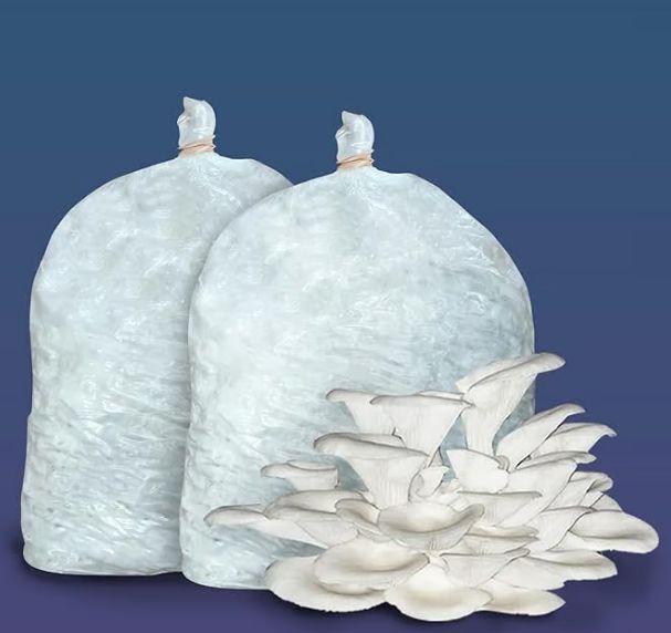 Oyster Mushroom Spawn