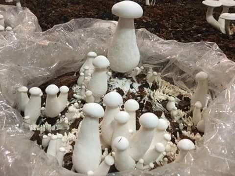 Fresh Milky Mushroom