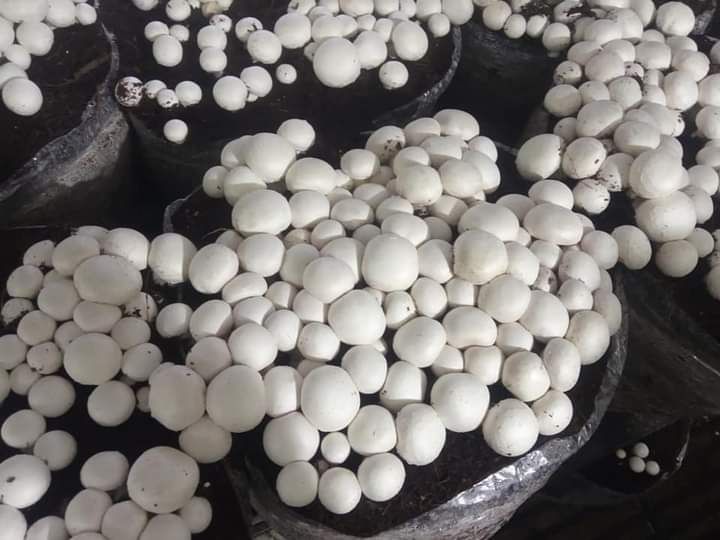 Fresh White Button Mushroom