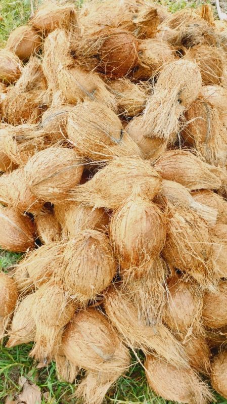 Semi Husked Coconut