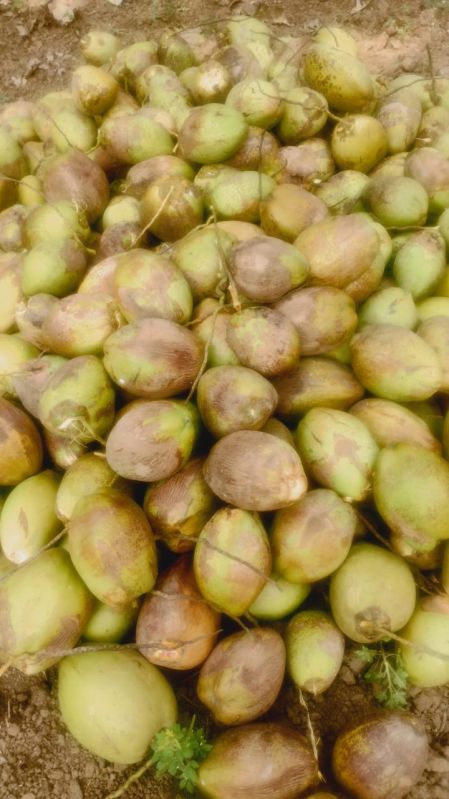 Green Tender Coconut