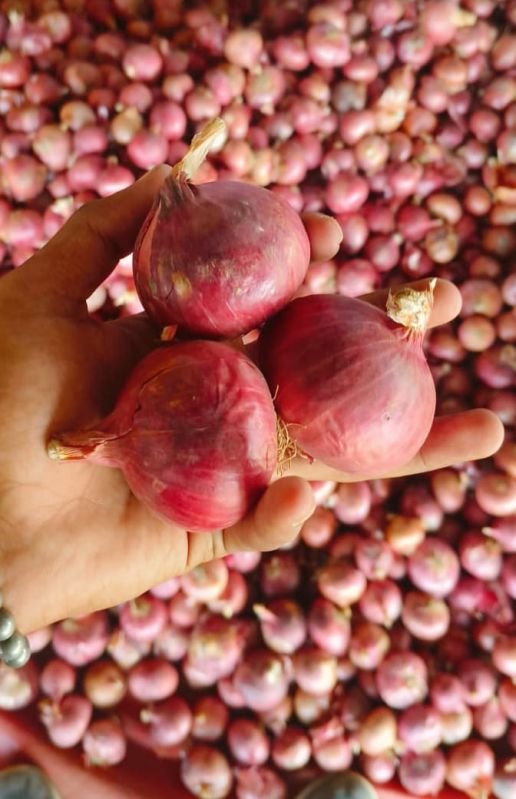 Fresh Red Onion