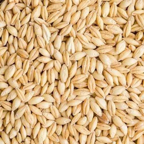 A Grade Barley Grain