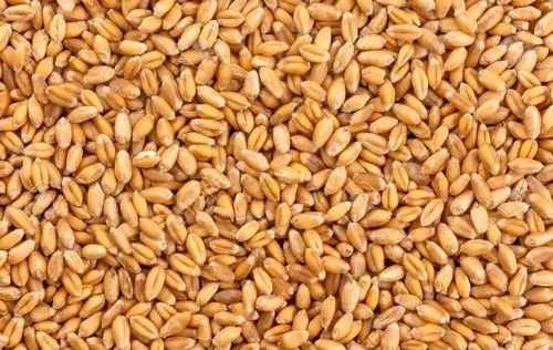 A Grade Golden Durum Wheat