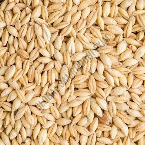A Grade Barley Grain