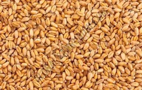 A Grade Golden Durum Wheat