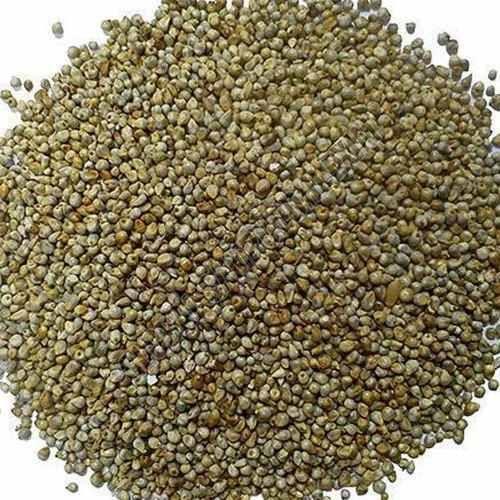 A Grade Natural Pearl Millet Seeds