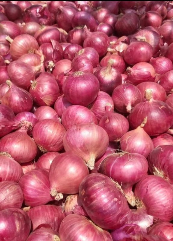 Fresh Red Onion