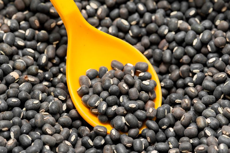 premium indian urad black gram