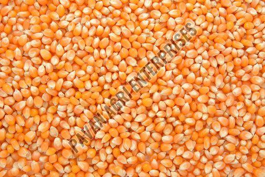 Maize Seeds