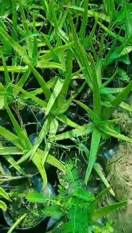 Aloe Vera Plant