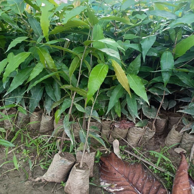 Ashoka Plants