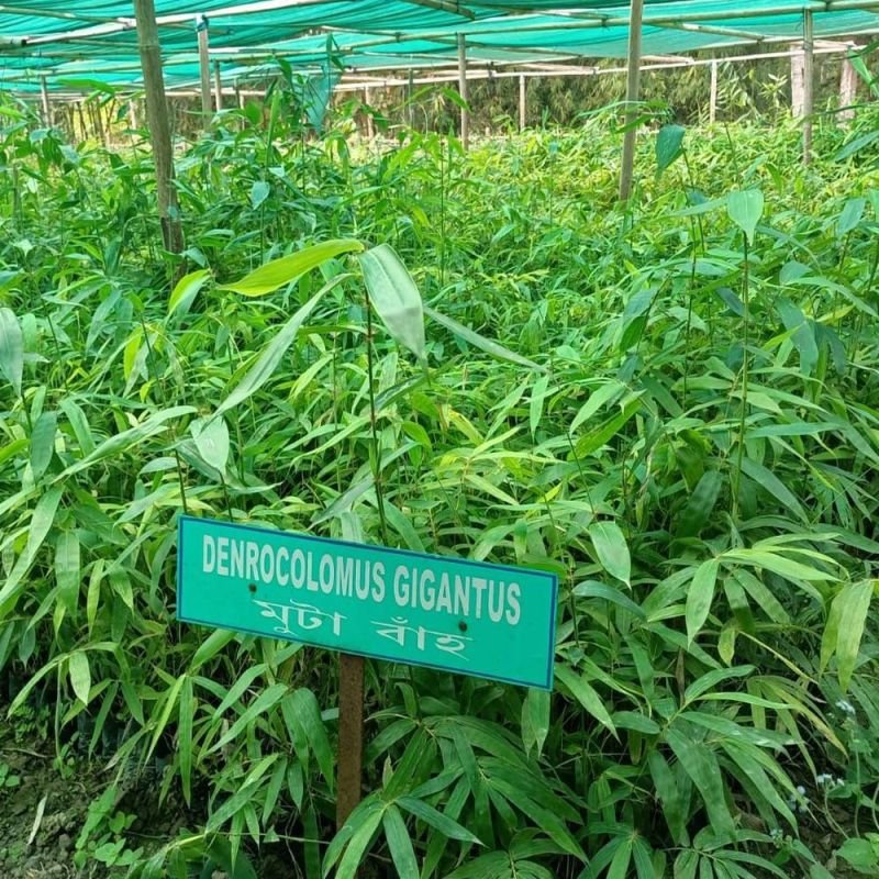 Bamboo Plants