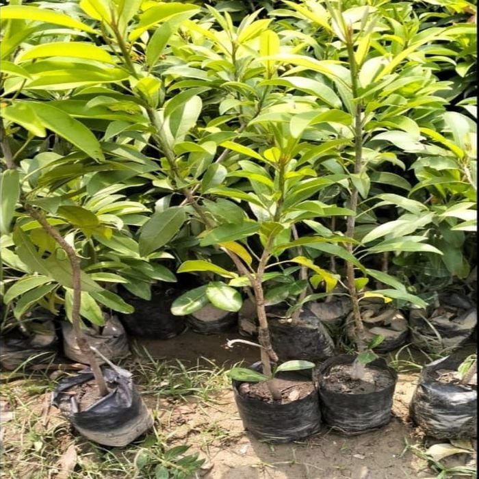 Chiku Plants