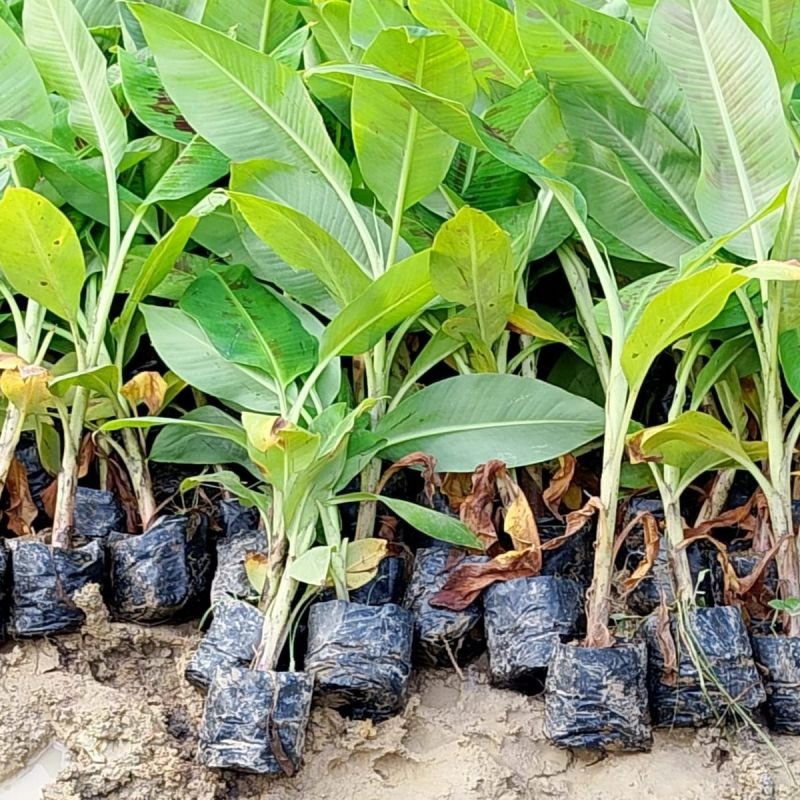 G9 Banana Plants