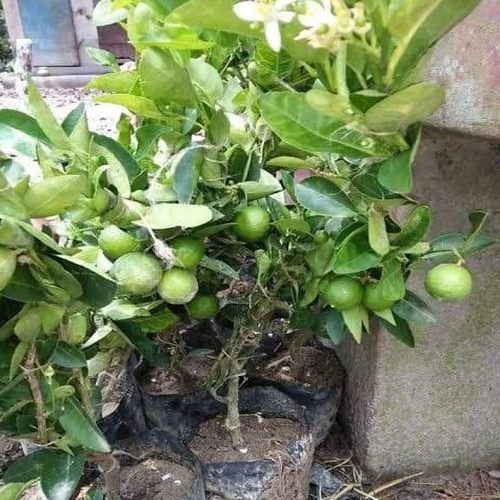 Grafted Lemon Plants