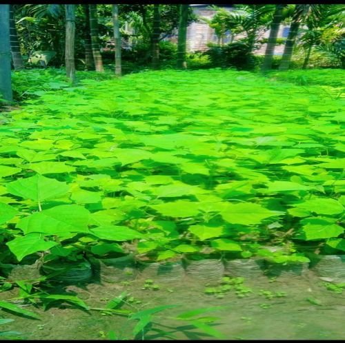 Green Gamhar Plant