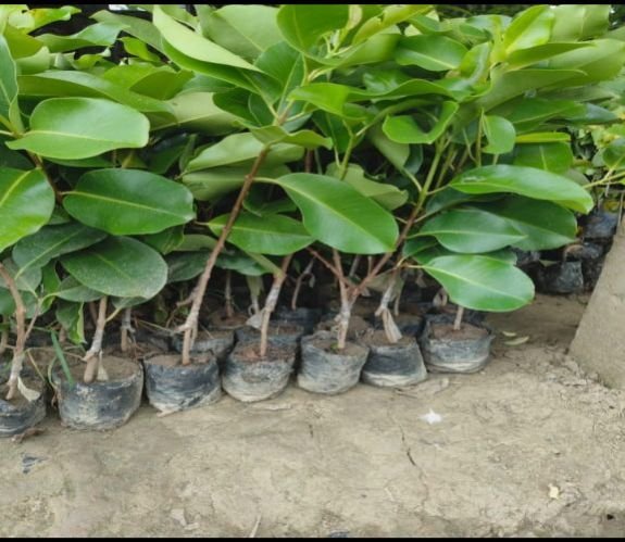 Hybrid Jamun Plant