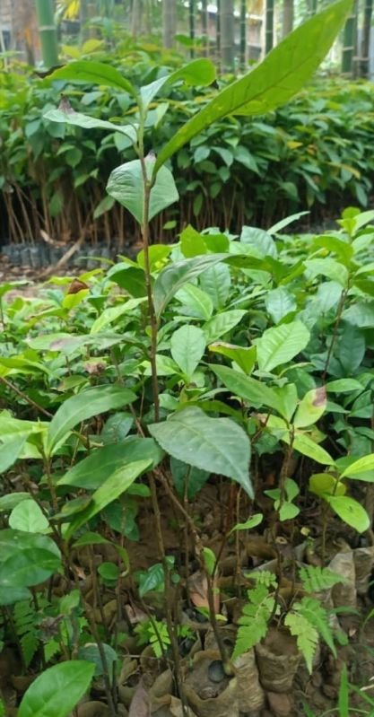 Instant Tea Plants