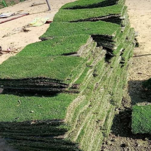 Natural Carpet Lawn Grass