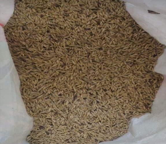 Rupai Bamboo Seeds