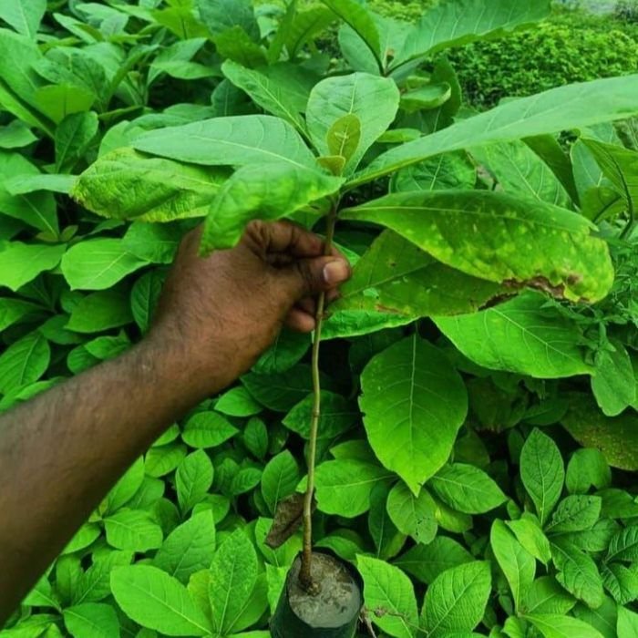 Sagwan Plants