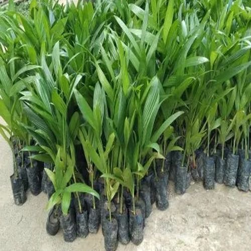 Sumangala Arecanut Plants
