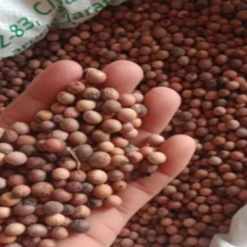 White Sandalwood Seeds