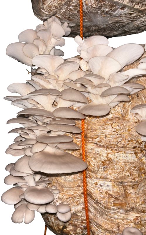 Fresh Oyster Mushroom