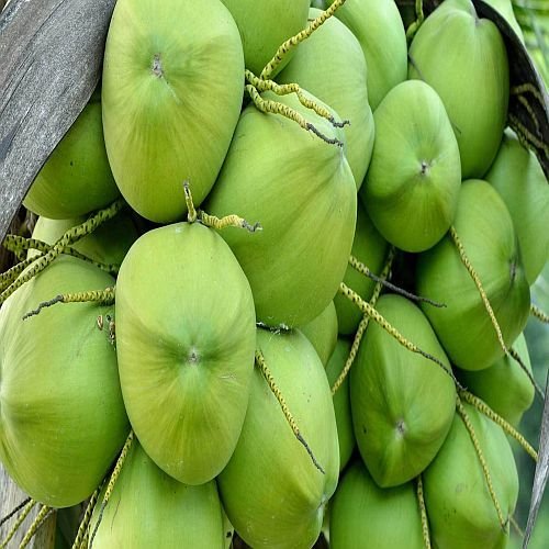 A Grade Solid Tender Coconut