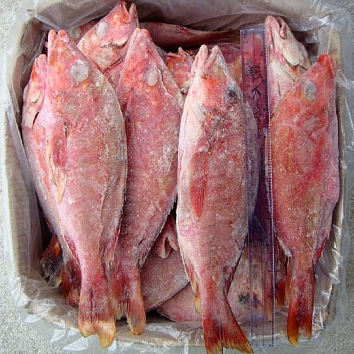 Frozen Murrel Fish