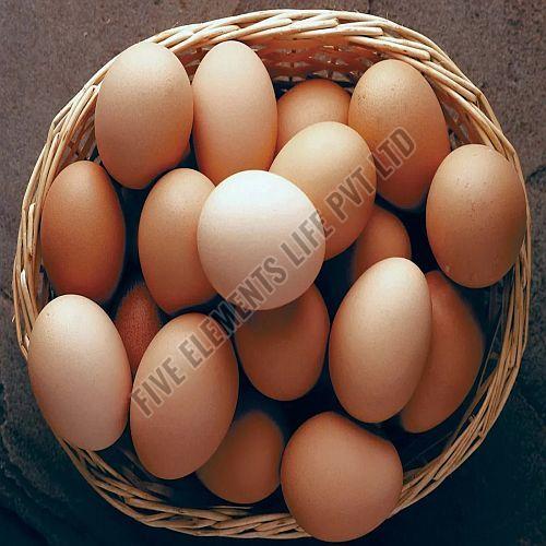 Brown Poultry Duck Egg